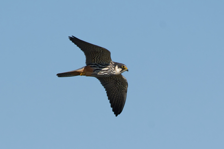 Thumbnail of Hobby